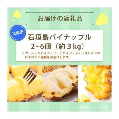 【2026年4月下旬から順次発送】石垣島産パイナップル 2～6個 約3kg