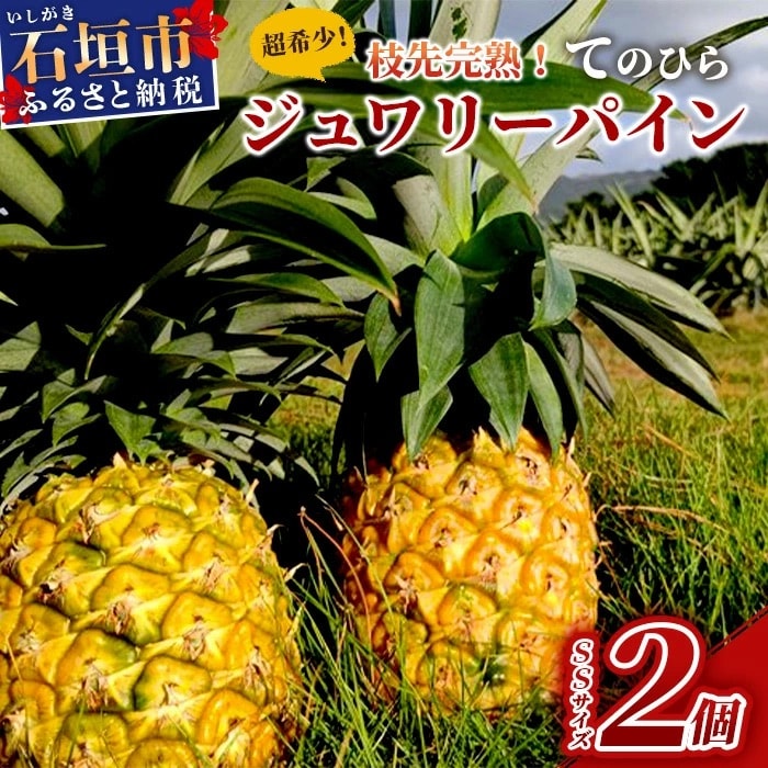 《2025年6月～8月順次発送》【先行受付】希少!濃厚!「枝元完熟・てのひらジュワリーパイン」
