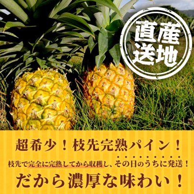《2026年6月～8月順次発送》【先行受付】希少!濃厚!「枝元完熟・てのひらジュワリーパイン」