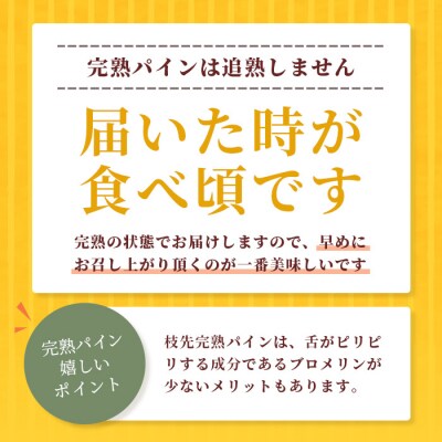 《2026年6月～8月順次発送》【先行受付】希少!濃厚!「枝元完熟・てのひらジュワリーパイン」