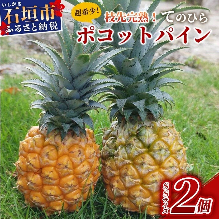 《2026年4月～7月順次発送》【先行受付】希少!濃厚!「枝先完熟・てのひらポコットパイン」