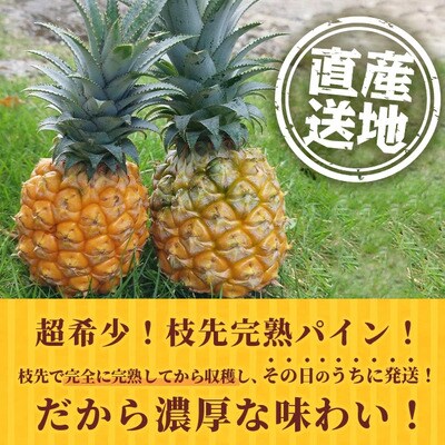 《2026年4月～7月順次発送》【先行受付】希少!濃厚!「枝先完熟・てのひらポコットパイン」