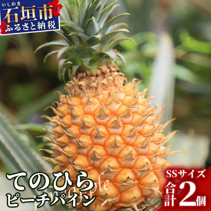 《2026年4月～7月順次発送》枝先完熟 てのひらピーチパイン1kg(SSサイズ2個) 希少!濃厚!