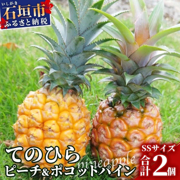 《2025年4月～7月順次発送》【先行受付】希少!濃厚!「枝先完熟・てのひらパイン」食べ比べセット