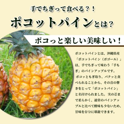 《2026年4月～7月順次発送》【先行受付】希少!濃厚!「枝先完熟・てのひらパイン」食べ比べセット