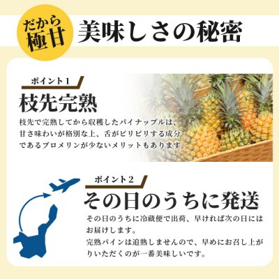 《2025年4月～7月順次発送》【先行受付】希少!濃厚!「枝先完熟・てのひらパイン」食べ比べセット