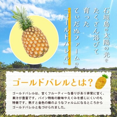 【先行受付】《2026年6月上旬より順次発送予定》最高級パイン ゴールドバレル2~3玉セットTD-1