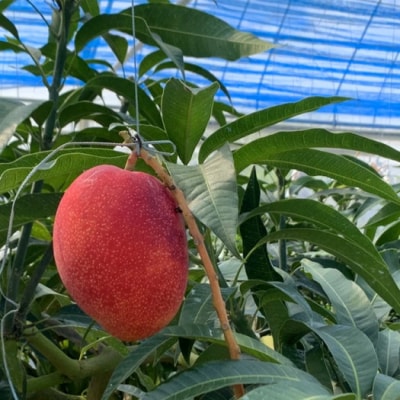 石垣の恵 眠れるマンゴー(450g～500g)2玉 専用箱入