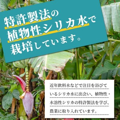希少!特許製法で作るシリカ水で栽培する特別な「島バナナ」