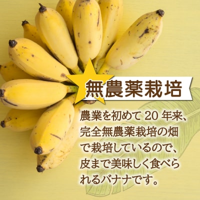 希少!特許製法で作るシリカ水で栽培する特別な「島バナナ」