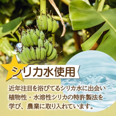 希少!特許製法で作るシリカ水で栽培する特別な「島バナナ」