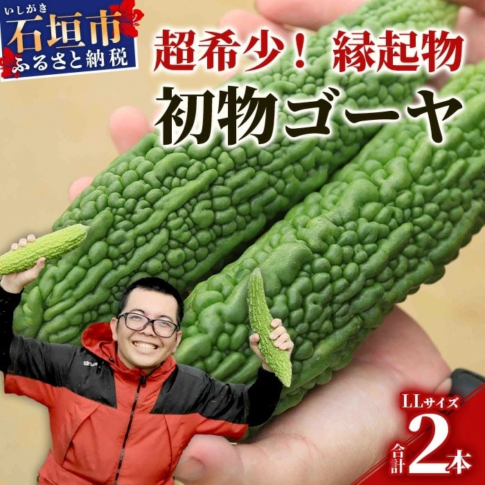 【先行受付】希少品!贈答用「初物ゴーヤ」《2026年1月上旬～2026年2月中旬頃まで順次発送》