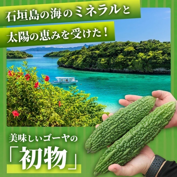 【先行受付】希少品!贈答用「初物ゴーヤ」《2026年1月上旬～2026年2月中旬頃まで順次発送》