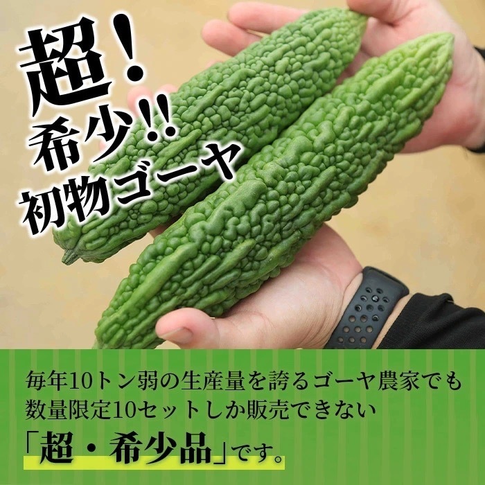 【先行受付】希少品!贈答用「初物ゴーヤ」《2026年1月上旬～2026年2月中旬頃まで順次発送》