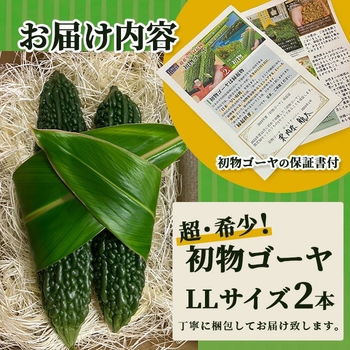 【先行受付】希少品!贈答用「初物ゴーヤ」《2026年1月上旬～2026年2月中旬頃まで順次発送》
