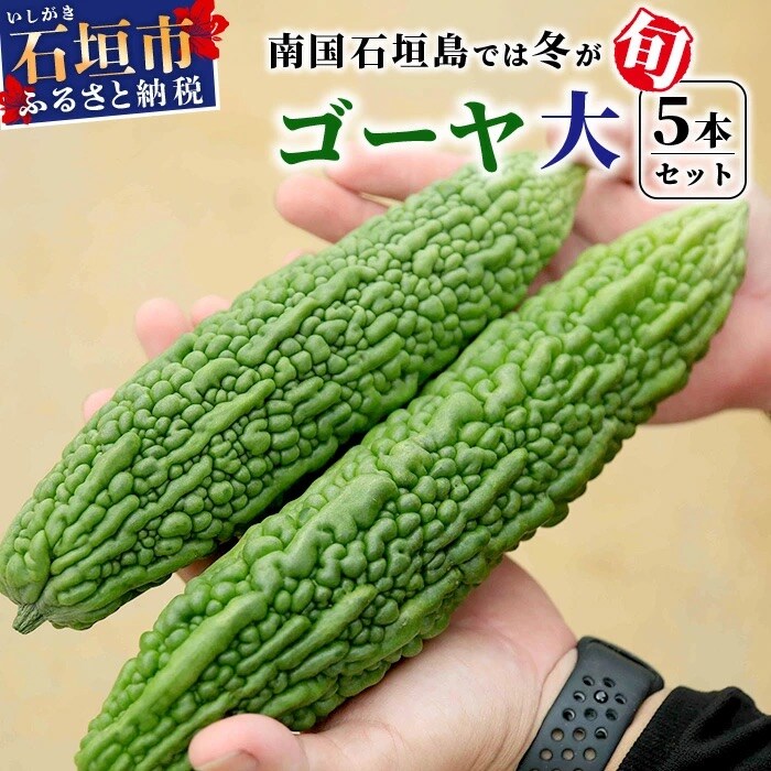 南国石垣島では冬が旬 朝採れゴーヤ大5本セット 2026年1月上旬～2月中旬頃まで順次発送