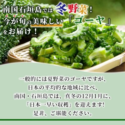 南国石垣島では冬が旬 朝採れゴーヤ大12本セット 2026年1月上旬～2月中旬頃まで順次発送