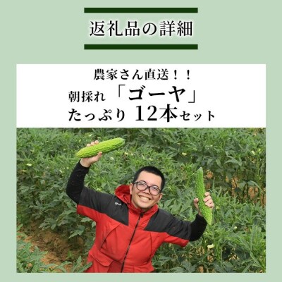 南国石垣島では冬が旬 朝採れゴーヤ大12本セット 2026年1月上旬～2月中旬頃まで順次発送
