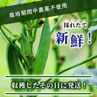 希少!黒島さんの採れたてオクラ100本セット 10月下旬以降順次発送