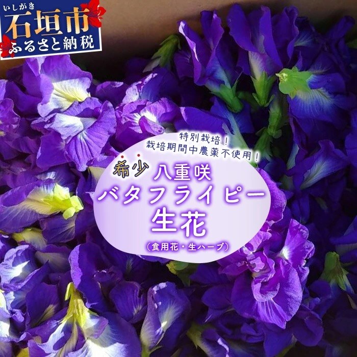 希少!採れたて新鮮!八重咲バタフライピーの生花(食用花、生ハーブ)3月～順次発送
