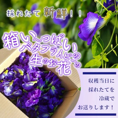 希少!採れたて新鮮!八重咲バタフライピーの生花(食用花、生ハーブ)3月～順次発送
