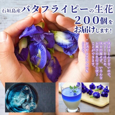 希少!採れたて新鮮!八重咲バタフライピーの生花(食用花、生ハーブ)3月～順次発送