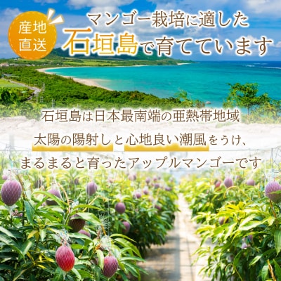 【2026年6月末から順次発送】2L～3L マンゴー3～6玉(2kg)