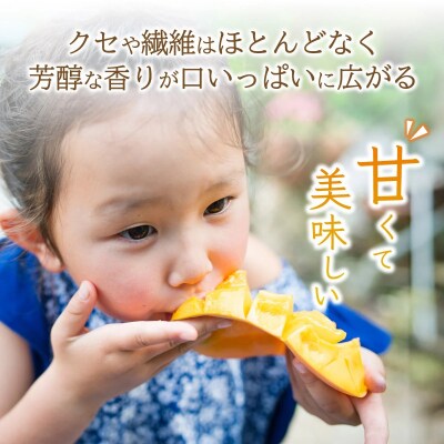 【2027年6月末から順次発送】2L～3L マンゴー2～3玉(約1kg)
