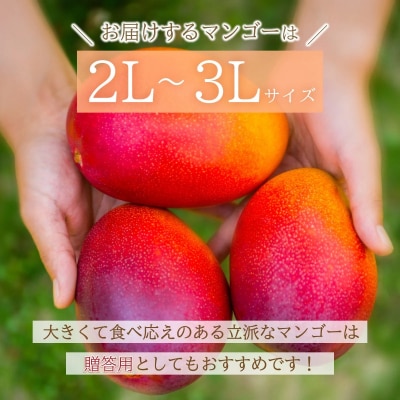 【2026年6月末から順次発送】2L～3L マンゴー2～3玉(1kg)