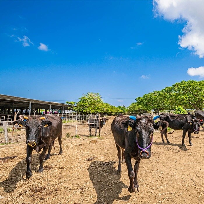 【産地直送】石垣の恵 石垣牛 サーロインステーキ 200g×2【合計400g】