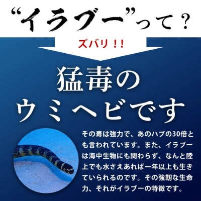 石垣島産「イラブー(海ヘビ)」粉末 120粒入り袋　健康補助食品・約1ヶ月分