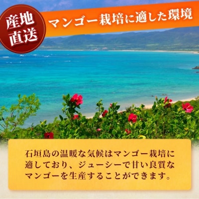 石垣島産マンゴー (アーウィン種) 約1.5kg (2~5玉) 家庭用 <2026年6月