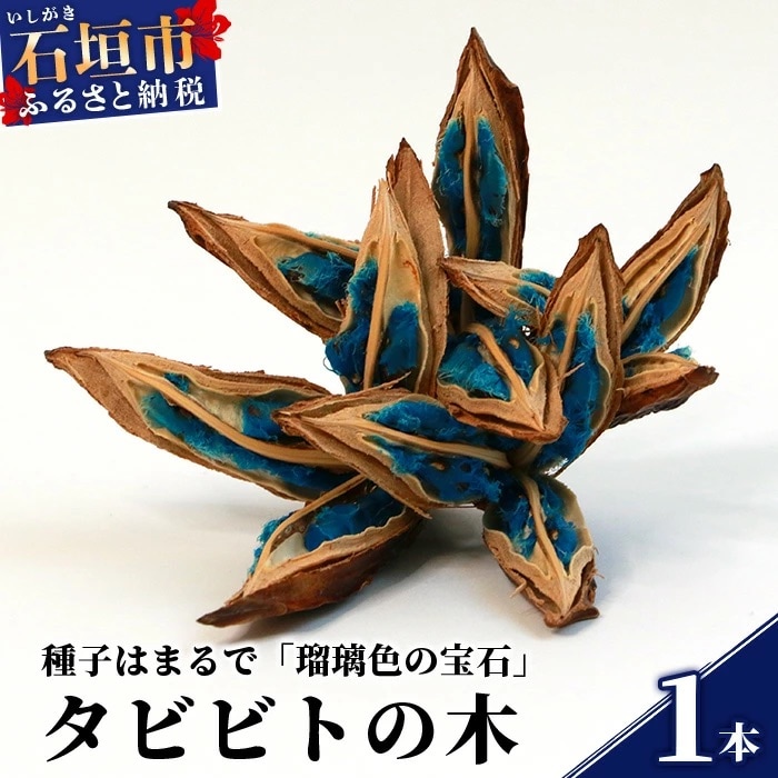 タビビトの木 (美しいコバルトブルー)