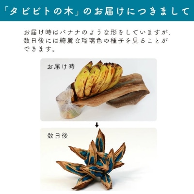 タビビトの木 (美しいコバルトブルー)≪入金確認から1ヶ月程度で発送いたします≫