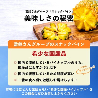 當銘さんグループのスナックパイン2.2kg(2玉～5玉)【2026年4月20日より順次発送予定】