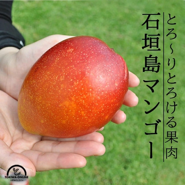 【先行受付】《2025年7月～8月中旬順次発送》訳あり 沖縄マンゴー(石垣島産)3kg