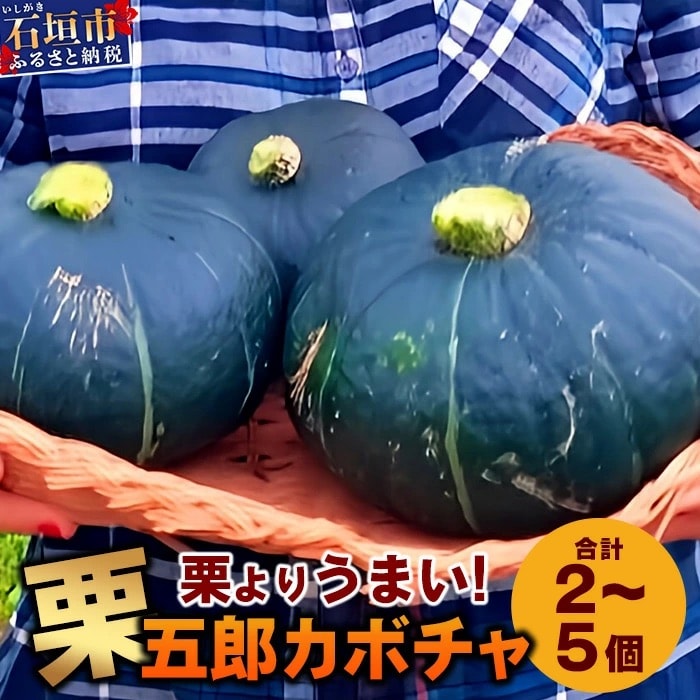 高級カボチャ「栗五郎」サイズ色々2-5個セット (1月～5月順次発送)