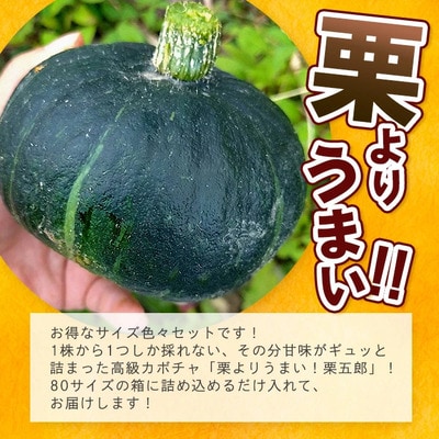 《先行予約》高級カボチャ「栗五郎」サイズ色々2-5個セット (3月～5月順次発送)