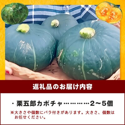 高級カボチャ「栗五郎」サイズ色々2-5個セット (3月～5月順次発送)