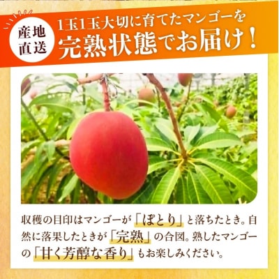 【2025年発送 先行受付】石垣島のマンゴー 2kg 3～5玉