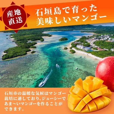 訳あり【2026年発送】「紅福姫ブランド」石垣島のマンゴー 約2.4kg