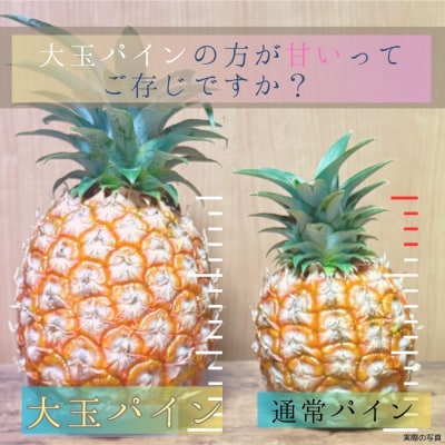 【先行受付】《2025年夏季 順次発送》石垣島産・大玉ピーチパイン 3玉 約3.0kg