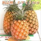 【先行受付】ホワイトココパイン 2～3玉 計2～3kg 《5月上旬より順次発送》