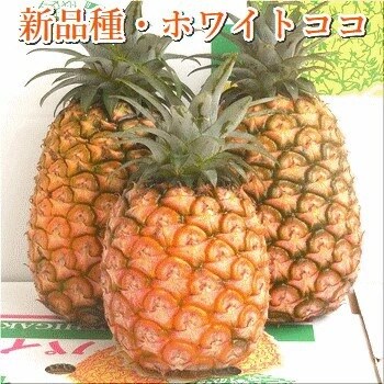 【先行受付】ホワイトココパイン 2～3玉 計2～3kg 《5月上旬より順次発送》