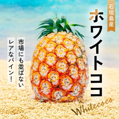 <先行予約> ホワイトココ パイン 2～3玉 計2～3kg <2026年6月中旬以降発送>