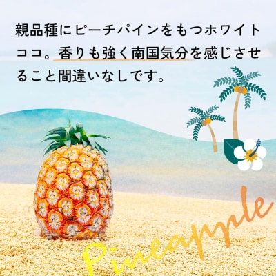 <先行予約> ホワイトココ パイン 2～3玉 計2～3kg <2026年6月中旬以降発送>