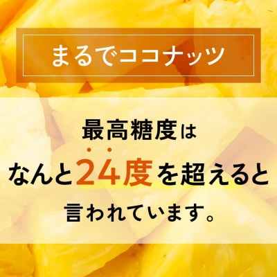<先行予約> ホワイトココ パイン 2～3玉 計2～3kg <2026年6月中旬以降発送>