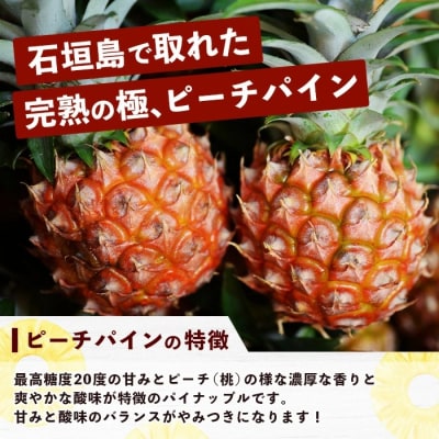 《2025年5月～7月発送》石垣島産パイナップル 大満足の 3種食べ比べセット