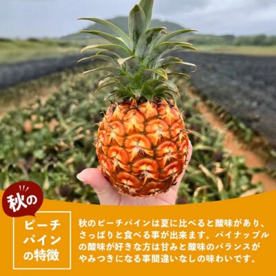 《2025年9月下旬以降発送》完熟の極 石垣島産パイナップル 秋のピーチパイン3個セット