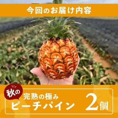 《2025年9月下旬以降発送》完熟の極 石垣島産パイナップル 秋のピーチパイン2個セット